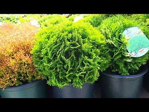 Thuja 'Danica' - A gorgeous, little, slow growing evergreen