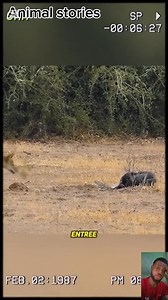 The honeybadger turned a python into noodle. #fypシ゚viralシ #animals #fypシ #honeybadger #python | Animals stories