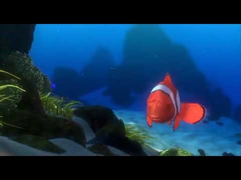 Finding Nemo: P. Sherman, 42 Wallaby Way, Sydney.