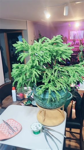 cryptomeria spiralis #art #gardening #bonsai #bonsailife #nature | bonsai