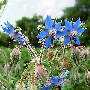 Outsidepride Blue Borage Seeds for Planting – 1 lb. Annual, Drought-Tolerant Herb Seeds with Star-Shaped Blooms, Attracts Bees for Pollinator Gardens, Summer Teas, Decoration & Culinary Use