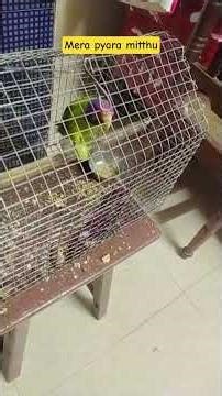 Mera mitthu mitthu mitthu bol raha hai #ytshortsvideo #parrot talking video