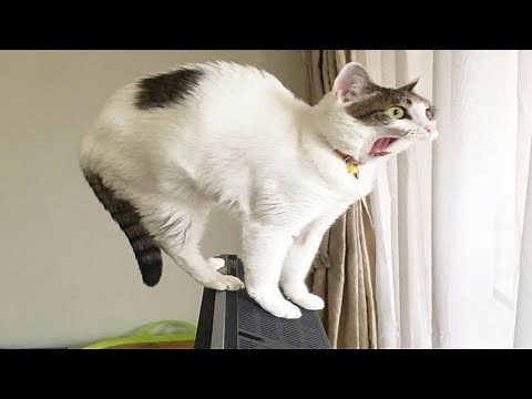 most popular animal youtube video | 50 funniest video ever youtube [Funny Animals]