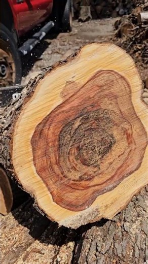 Why we don't carve crab apple. #carving #woodworking #wood #log #tree #apple #woodscraft #maker