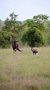 822K views · 8.8K reactions | Wild dogs took on this healthy wildebeest bull, but the job appeared impossible for the wild dogs as the ram stood his grown, defending himself fiercely. #wildebeest #wildebeests #wilddogs #safari #gamedrivesafari #africansafari #adventure #wildlife #nature | Wildfriends Africa | Facebook