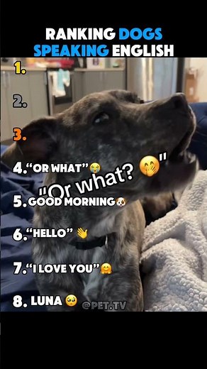 Ranking Dogs That Can Speak English 😳🐶 | You Won’t Believe #1