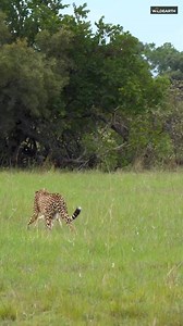 Cheetahs playing with dinner… What began as a gentle rhino sighting flipped into full bush-chaos as two cheetah brothers ambushed a young blesbok…just when the outcome seemed certain, the script flipped - a number of times. The bush never sticks to the script… and that’s why we love it. #wildlife #safari #Wildearth #cheetah | Wildearth