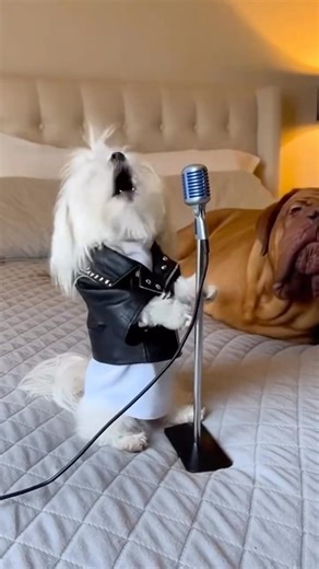 THE PUPPY JUST WOKE HER SLEEPING MOTHER #all #shortvideo #funny #puppy