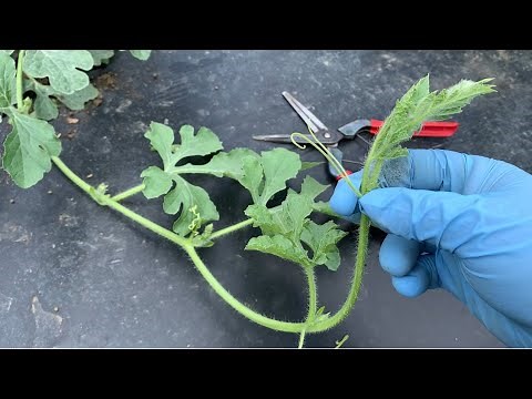Aerial cultivation of small watermelons using cucumber nets 20/6/4