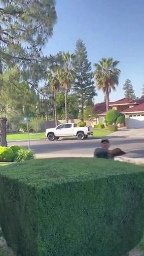 Relaxing And Satisfying Landscaping Hedge Trimming #2 #compilation #satisfying #hedgetrimming #relaxing #hedge #hedgehog #hedgetok