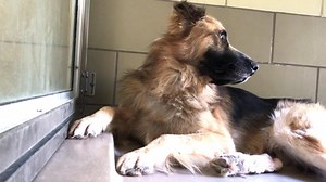 41K views · 398 reactions | ✔️Adopted? Status: RED FOSTER...