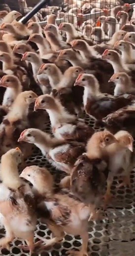 Farm Life: Why I Love Raising Chickens #shorts #shortvideo