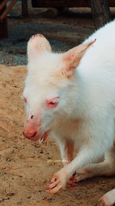 White Albino Kangaroo Chewing #nature #wildlife #kangaroo #albino #white #beautiful HA41251 | HAWI Studios