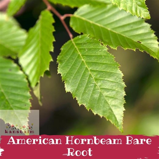 American Hornbeam Bare Root Tree, Musclewood, Blue Beech, Native Shade Fall Color - Etsy