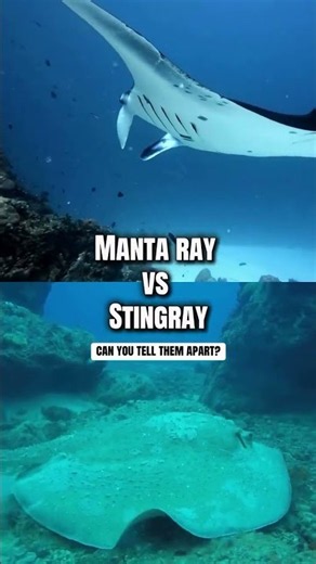 Manta ray vs. Stingray - Can you tell them apart?