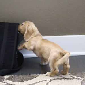 4.3K views · 92 reactions | Need a little help keeping your pup out...