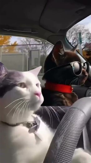 Keyingi Safar Anigʻ strechlarga chiqmaydigon buladi😜🤣