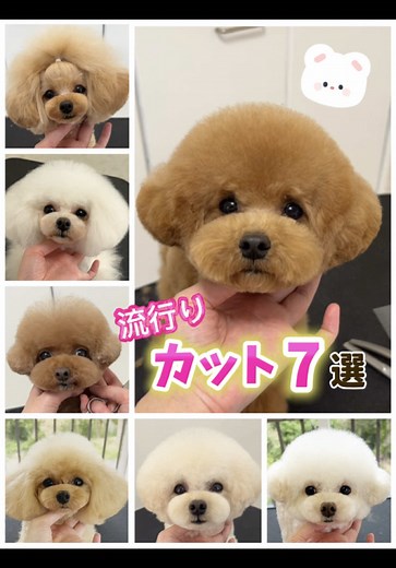 流行りのカットで愛犬をおしゃれに