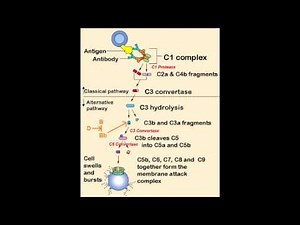 Complement Disorders - C3 deficiency & C5,C6,C7,C8,C9 Deficiency