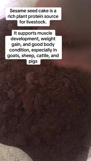 Sesame seed cake is a valuable protein ingredient used in quality feed formulation. It improves growth performance and feed efficiency when properly included in animal diets. Order via DM. #sesameseeds #proteinsources #Abisolafarms