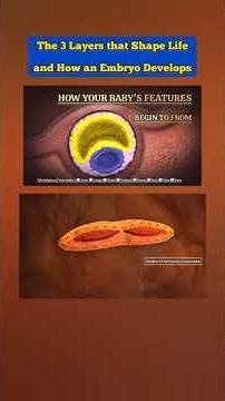 THE 3 LAYER THAT SHAPE LIFE AND HOW AN EMBRYO DEVELOPS | 2 ◀️ #medical #education #doctor #medicine