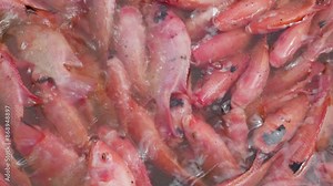 Red tilapia fish in the pond.Tilapia culture in ponds and cages in Thailand