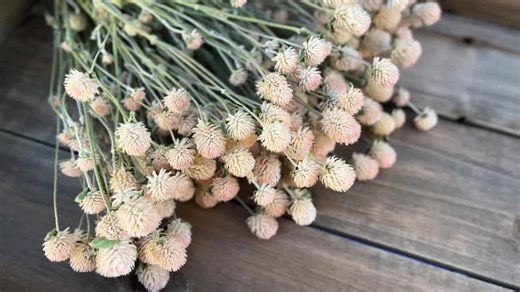 Dried Gomphrena Flowers in Antique Cream - 14 to 15 Stems - Etsy