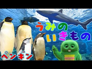すいぞくかんで『うみのいきもの』のおおきさをはかってみよう！【ペンギン】【サメ】【クエ】【カメ】【名古屋港水族館】