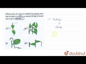 Different parts of a leaf are modified into tendrils which helps the plant in climbing up. Ident...