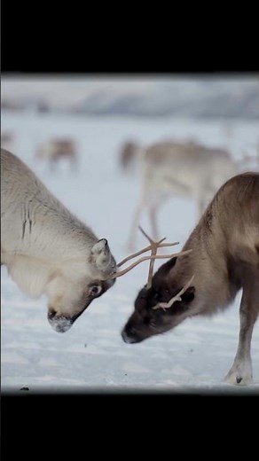 Caribou Journey | Spirit of the Arctic in 4K