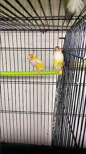 Beautiful Lutino Gouldian Finches 🐦✨ | Rare Mutation