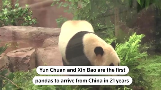 48K views · 948 reactions |  The San Diego Zoo officially opened its new panda enclosure to the public, allowing people to finally see Yun Chuan and Xin Bao, the first Chinese giant pandas to enter the United States in 21 years | Reuters | Facebook