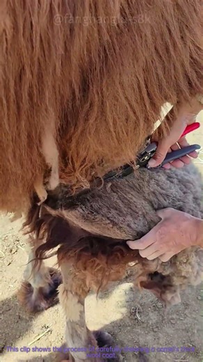 Trimming a Camel’s Wool: Essential Summer Care