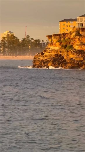 🌈 Here are some friendly fins at Freshwater this morning to kick off your Wednesday 🐬 | Manly Observer