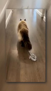 KITTY'S HOLIDAY DRAG SHOW  Who needs a decorator when you have a cat like this, spreading holiday cheer one sparkly strand at a time!  #ChristmasCat #FunnyCats #HolidayVibes #CatLife #fblifestyle | Meow Multiverse | Facebook