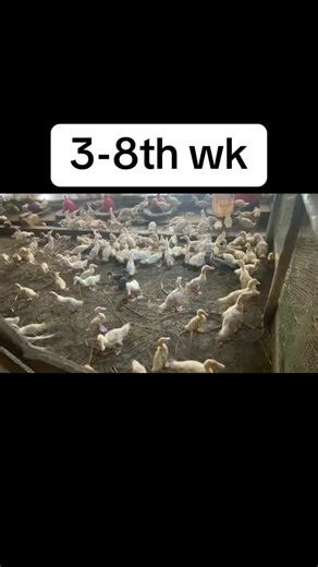 Feeding of a pekin duck