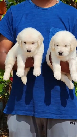 #goldenretriever #puppy available cal 8867240554 #dog #viral #dog #viralshorts #dogbreed #viralvideo