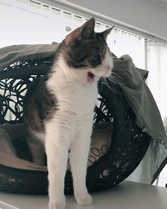 17K views · 3.7K reactions | Watch with sound and wait for it!  Happy Caturday everyone!  | Monty | Facebook