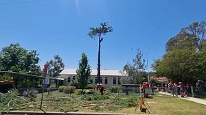 14K views · 65 reactions | Today we farewelled the pine tree at the...
