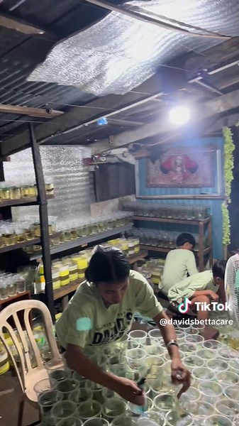 David's Betta Care: Tips and Live Updates