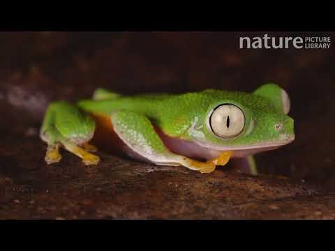Leaf frog blinking its eyes, Amazon rainforest, Orellana Province, Ecuador.