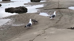 95 reactions | This year’s Western Gull chicks are almost as big as their parents but still begging to be fed. These adults look just about ready to be done parenting!    #hraprocks | Haystack Rock Awareness Program | Facebook