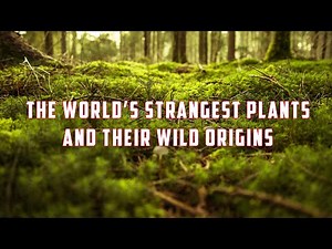 🌿 The Strangest Plants on Earth and the Evolutionary Secrets Behind Them 🌍