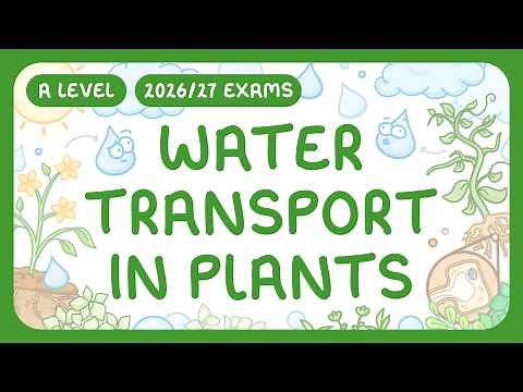 A-Level Biology - Water Transport in Plants - Root Pathways | Xylem | Transpiration (2026/27 exams)