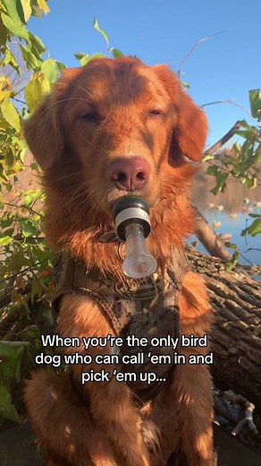 If he had thumbs he’d be unstoppable. #fyp #toller #birddog #duckcall #duckdog #Duckhunting