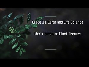 Meristems and Plant Tissues