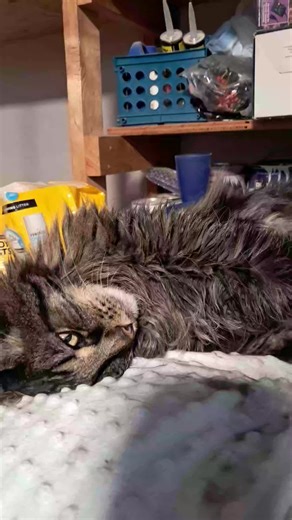 lawless.flock (@lawless.flock)’s videos with Bird-Legged Ho - Chelsea Gods