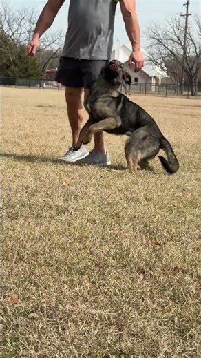 Mona heeling #protectiondog #dogtraining #gsds