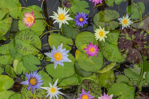 6 Facts About Water Lilies That Will Make You Love Them Even More
