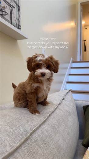 Darby Nguyen on Instagram: "#goldendoodle #dogsofinstagram #valentine #puppy"
